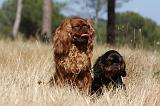 KING CHARLES SPANIEL 134